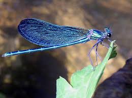 LIBELLULE_BLEUE1.jpg